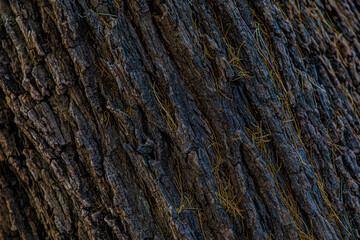 bark of a tree close up