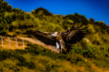 eagle in flight close up
