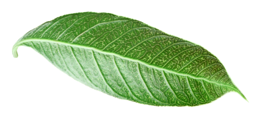 Lush green mango tree leaf