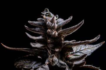 macro cannabis closeup flower with trichomes