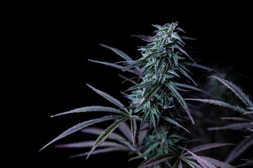 Marijuana bud medical cannabis