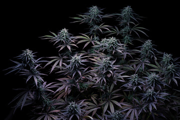 Marijuana bush grow medical cannabis