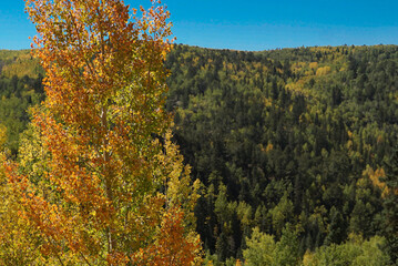 Fototapeta premium Autumn Landscape with Aspen Tree