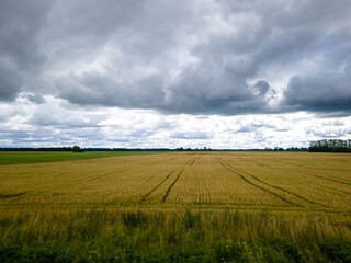 Obraz premium Blue sky with white clouds, yellow and green field. Summer. A good background for everything