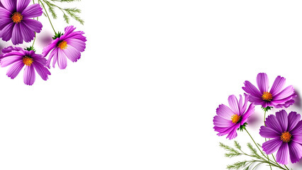 Cosmos flower on white background copy space. Floral greeting card, frame for springtime, summer season.