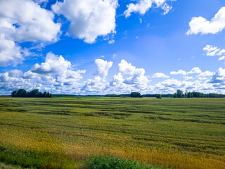 Blue sky with white clouds, yellow and green field. Summer. A good background for everything