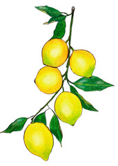 Watercolor hand-drawn clip art with yellow lemons and green leaves on a transparent backdrop. Suitable for prints, postcards, invitations, mobile apps, banners, web, internet ads and more.