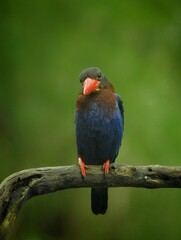 Javan Kingfisher Bird from East Java Indonesia