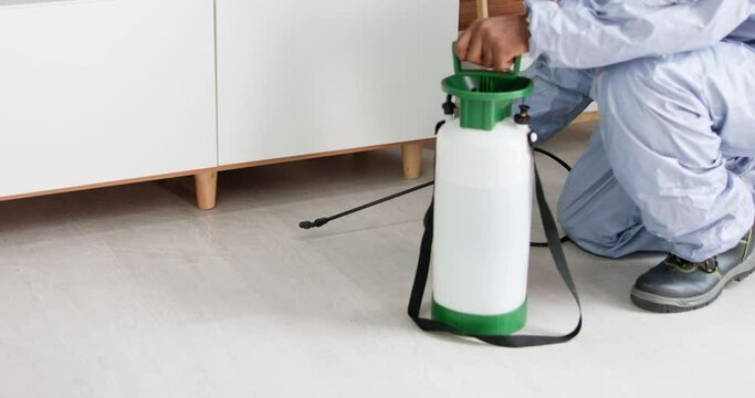 Exterminate Pest Termites