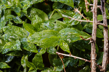 Leaves of a creeper with water drops