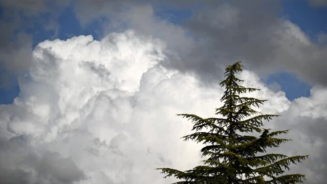 cloud time lapse and cedar tree