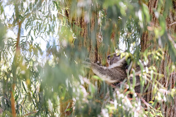 Koala sitting in gum tree partially obscured by leaves