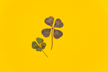 clover 4 leaves on a yellow background banner. High quality photo