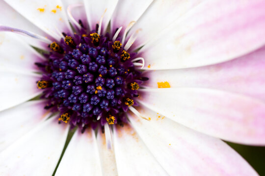 flowers in spring from close up with macro lens