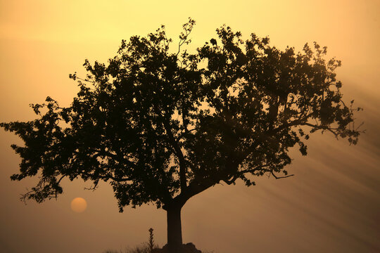 Almond tree at sunrise in the natural park of villafafila. Xamora. L