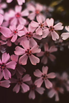 Pink flowers background