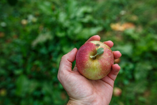 Hand holding apple, Middleburg, Virginia, USA