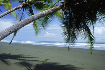 island palms beach carribean coast sandy sands