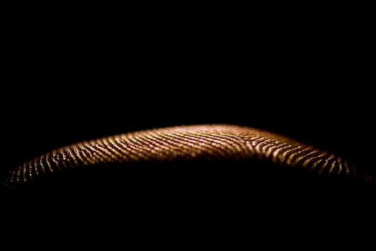 Close up of the friction ridges on the pad of a finger in San Diego, California.