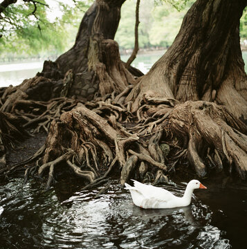 A duck swims past trees in Mexico.