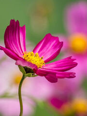 Close up of pink Cosmos flowers in a garden