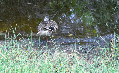 duck in the pond