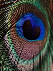 Naklejka premium beautiful abstract macro peacock feather