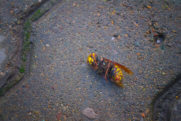 Dead hornet Vespa crabro on the background of trot tiles close-up.