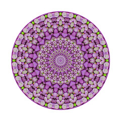 Rosette aus einer Vielzahl symmertisch angeordneter, vorwiegend violetter Elemente