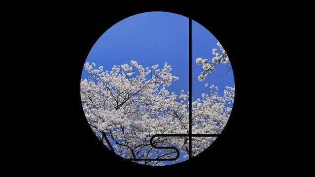 和室の丸窓から見える桜