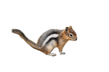 Cute little chipmunk isolated cutout