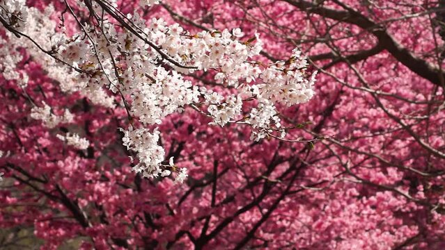 風にゆれる阿蘇の桜