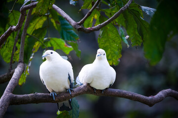 white dove on tree branch