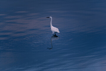great heron