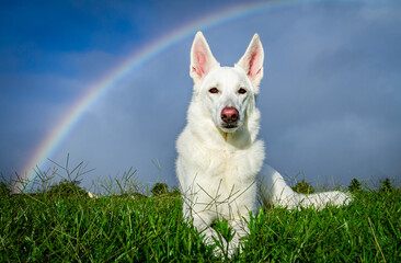 Beautiful White Shepherd Sitting Outside in the Grass Under a Rainbow