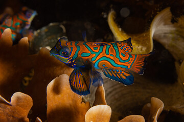 Mandarinfish in Raja Ampat