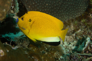 Threespot Angelfish in Raja Ampat