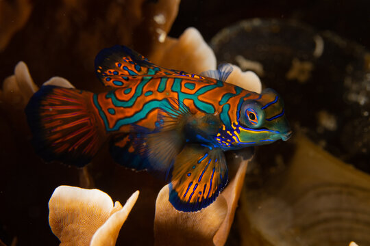 Mandarinfish in Raja Ampat