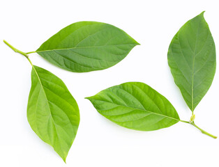 Avocado leaves on white background.