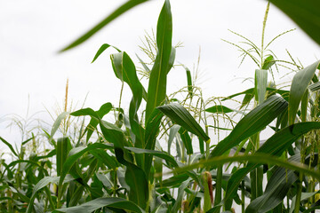 Obraz premium Corn tree on the corn field