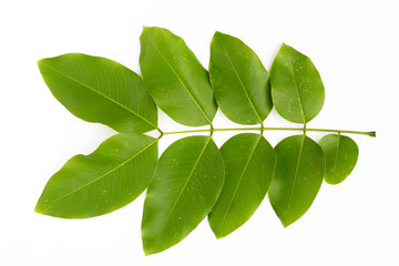 Golden shower leaves or cassia fistula flower on white background.