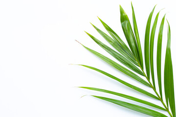 Green leaves of palm tree on white background.