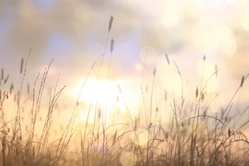 Gordijnen dry grass sun rays background wind nature landscape freedom © kichigin19