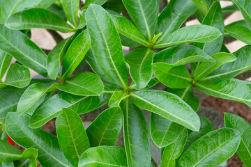 Fototapeta na wymiar Adenium obesum plant. Green leaves