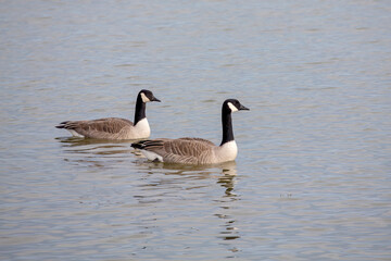 A pair of Canada geese on the river