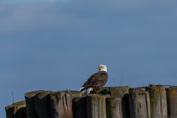 Bald eagle sitting
on the shores of Lake Michigan