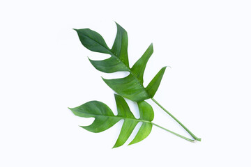 Monstera adansonii or monstera deliciosa liebm leaves on white background. Copy space