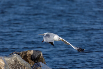 The American herring gull or Smithsonian gull (Larus smithsonianus or Larus argentatus smithsonianus) 