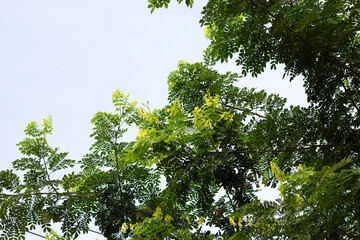 Fototapeta premium Rain tree leaves. Samanca Saman (Jacq) Merr.