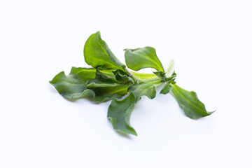Crystal ice plant on white background.